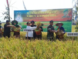 Methil Mbok Sri, Ritual Petani Madiun Syukuri Panen Padi
