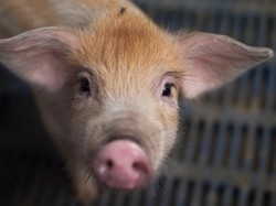 Bangkai Babi Kembali Ditemukan di Pinggir Jalan Kota Medan