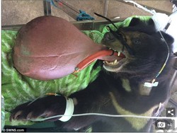 Kok Bisa? Lidah Beruang Kena Kaki Gajah