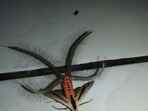 Serangga Mengerikan Bikin Heboh di Facebook