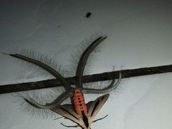 Serangga Mengerikan Bikin Heboh di Facebook