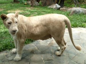 Viral Singa Putih di Faunaland Ancol Loyo, Pengelola Klarifikasi