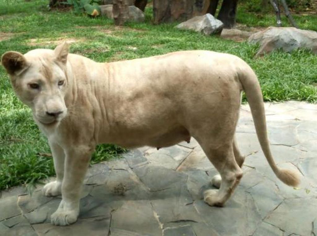 Kenalan Lebih Dekat dengan Singa Putih Asli Afrika