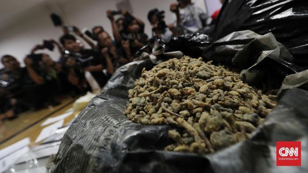 Barang bukti magic mushroom yang belum dan sudah dikemas diperlihatkan kepada wartawan di Direktorat Tindak Pidana Narkoba Bareskrim, Jakarta, Kamis, 26 Oktober 2017. Barang bukti 51 kilogram magic mushroom mengandung psilosina yang dijual secara online di wilayah Bandung. CNNIndonesia/Safir Makki
