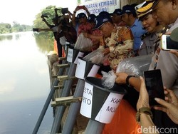 Wow.. Jutaan Benih Ikan Langka Ditebar ke Sungai