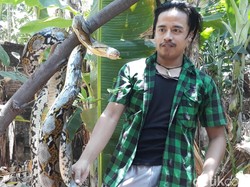 Ular Sanca Pemakan Unggas di Pasuruan Ditangkap Warga