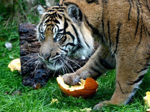 Harimau Sumatra Jalani Program Perjodohan di London