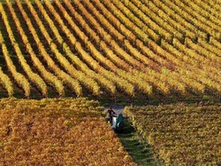 Jual Daun Jalanan Seharga Anggur, Supermarket Ini Dikecam