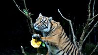 Ketika Harimau Sumatra Ikut Rayakan Halloween