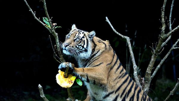 Ketika Harimau Sumatra Ikut Rayakan Halloween