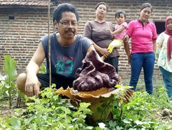 Pahami Perbedaan Antara Bunga Bangkai dan Bunga Rafflesia