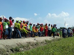 Merpati ini Dijual Rp 250 Juta, Mengapa Bisa Begitu Mahal?