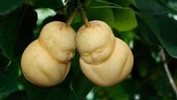 Ayo Tebak! Buah-buahan Ini Mirip Apa Ya?