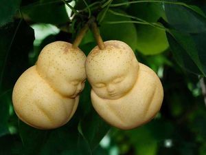 Ayo Tebak! Buah-buahan Ini Mirip Apa Ya?