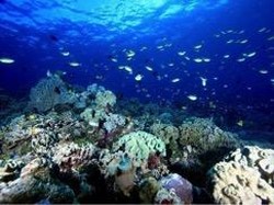 Kemenpar Promosikan Wisata Diving di Orlando