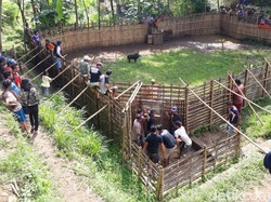 Banyak Dikecam, Adu Bagong Juga Digelar di Cilengkrang