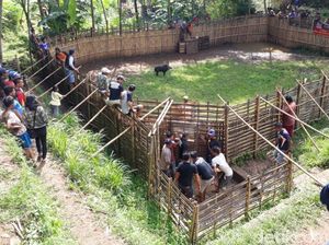 Banyak Dikecam, Adu Bagong Juga Digelar di Cilengkrang Banyak Dikecam, Adu Bagong Juga Digelar di Cilengkrang