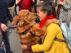 Gemas! Anjing Ini Suka Peluk Orang