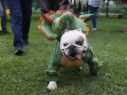 Wah! Anjing-anjing Pakai Kostum Halloween di Peru