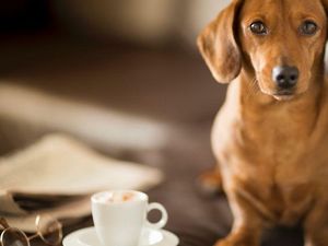 Anjing Kini Bisa Minum Kopi yang Diracik Khusus dengan Herba