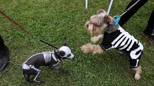 Menggemaskan, Saat Anjing-anjing Berkostum Halloween
