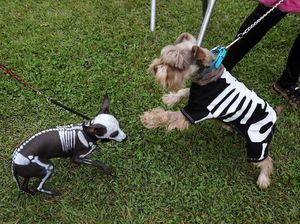 Menggemaskan, Saat Anjing-anjing Berkostum Halloween
