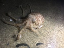 Ketika Peneliti Cekoki Gurita dengan Ekstasi