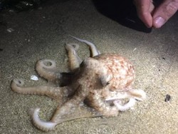 Misterius, Puluhan Gurita Tiba-tiba Berjalan ke Pesisir Pantai