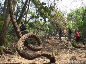 Bikin Berdecak! Pohon Harry Potter Lamongan Bukan Rekayasa