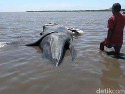 Bangkai Paus Sepanjang 5 Meter Terdampar di Perairan Tongas
