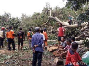 Pohon Beringin Tua Tumbang Timpa 3 Rumah di Semarang