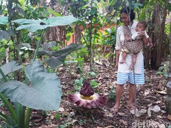 Dikira Bau Bangkai, Bunga Suweg Muncul di Banjarnegara
