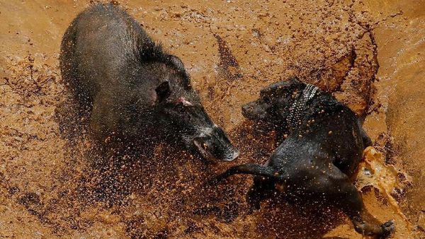 Foto: Tarung Anjing dan Babi Hutan yang Kontroversial