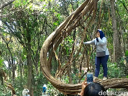 Ketika Pohon Unik di Hutan Jadi Buruan Selfie