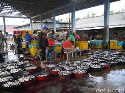 Belanja Ikan Segar Pangkalpinang, Asyiknya di Sini