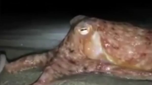 Foto: Penampakan Gurita yang Muncul Misterius di Pesisir Pantai