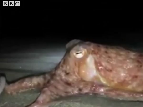 Foto: Penampakan Gurita yang Muncul Misterius di Pesisir Pantai