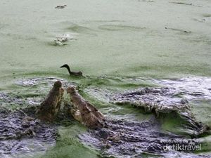 Begini Isi Penangkaran Buaya Asam Kumbang di Medan