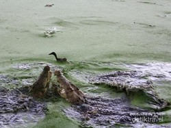 Begini Isi Penangkaran Buaya Asam Kumbang di Medan