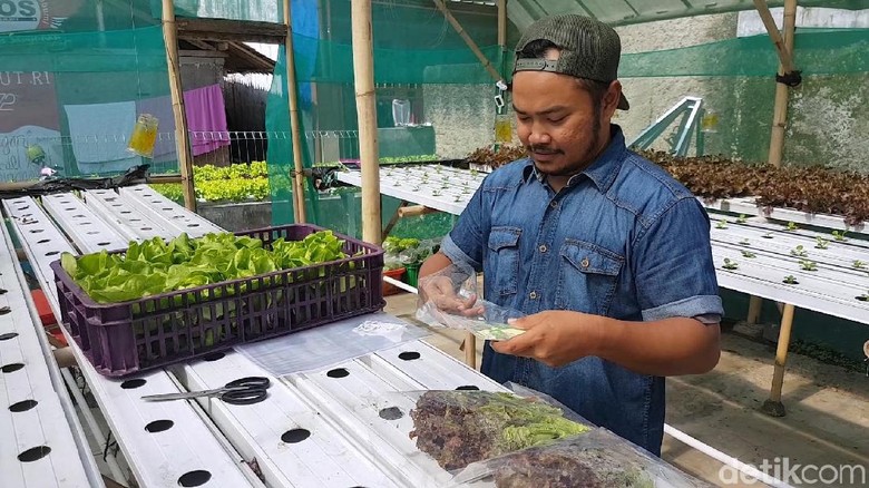 Ini Kisah Sukses Pemilik Sukaponik, Tanaman Hidroponik di Sukabumi