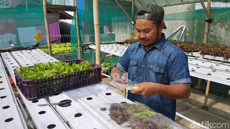 Ini Kisah Sukses Pemilik Sukaponik, Tanaman Hidroponik di Sukabumi Ini Kisah Sukses Pemilik Sukaponik, Tanaman Hidroponik di Sukabumi