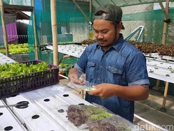 Ini Kisah Sukses Pemilik Sukaponik, Tanaman Hidroponik di Sukabumi