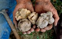 <i>Black Truffle</i> Seharga Rp 26,8 Juta Per Kg Berhasil Ditemukan di Inggris