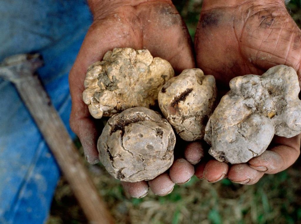 Ini Alasannya Jamur Truffle Harganya Selalu Mahal di Dunia Ini Alasannya Jamur Truffle Harganya Selalu Mahal di Dunia