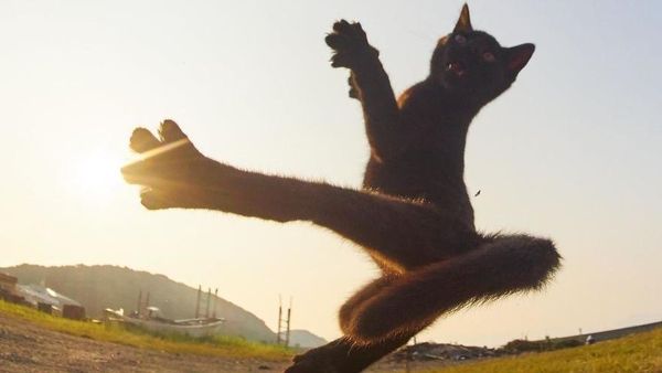 Ciat! Potret Si Kucing Jago Silat
