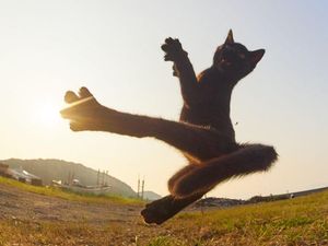 Ciat! Potret Si Kucing Jago Silat