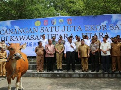 4 Kabupaten di Sulawesi Jadi Penyangga Sapi Nasional