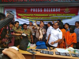 Tergiur Trenggiling Ilegal, Sisiknya Laku Rp 10 Juta/Kg