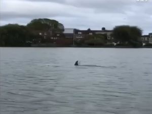 Makhluk Misterius Muncul di Sungai Thames London, Lumba-lumba?