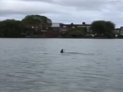 Makhluk Misterius Muncul di Sungai Thames London, Lumba-lumba?